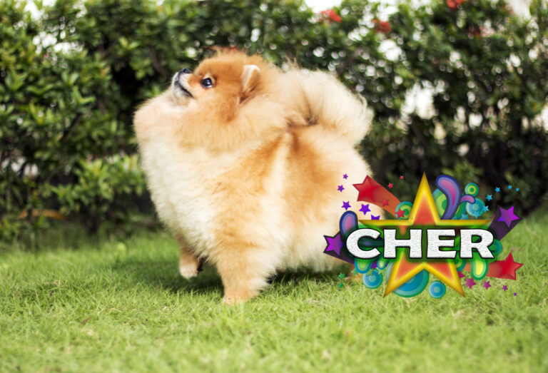Cher