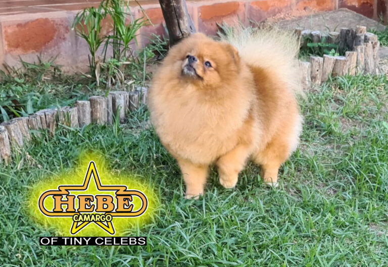 Hebe (1)