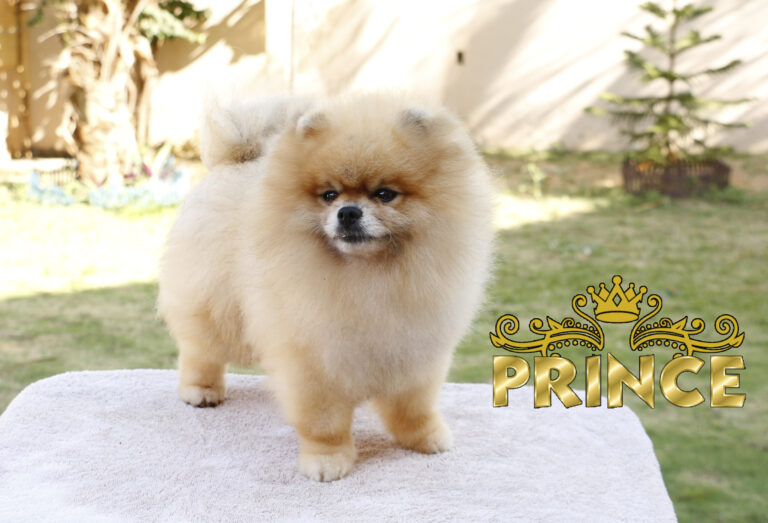 Prince